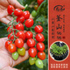 壽禾 蔬菜苗活苗帶土發(fā)貨大全菜苗種苗秋冬各種秧苗山東壽光苗子陽臺(tái) 釜山88圣女果苗 6棵