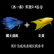 中國斗魚活體活魚冷水觀賞魚小好養(yǎng)耐活魚小型淡水自來水黃金斗魚 魚苗混搭黃金+藍(lán)蛇3公分各一條