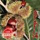 歐悟嫁接板栗樹(shù)苗果樹(shù)苗大紅袍油栗子苗庭院陽(yáng)臺盆栽地栽南方北方種植 節節紅4年苗（當年結果）