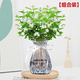 臨雅水培茉莉花盆栽辦公室內桌面水養植物懶人適合養的花易活四季花卉 【組合套餐】茉莉花1盆+灰色鉆石瓶