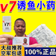 v7誘魚(yú)粉野釣陽(yáng)哥開(kāi)口果炫添加劑鯽魚(yú)大叔同款專(zhuān)釣魚(yú)小藥黑坑狂飛 特校：超強(qiáng)v7誘魚(yú)粉