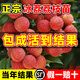 臨雅荔枝樹(shù)苗無(wú)核桂味果樹(shù)盆栽妃子笑嫁接水果樹(shù)苗糯米糍果苗仙進(jìn)奉 【稀有新品種】冰荔40-60cm1棵