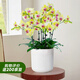 愛(ài)優(yōu)尚蝴蝶蘭帶花苞盆栽秋冬蘭花苗年宵花四季花卉植物黃圓室內源頭直發(fā)