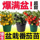矮生小番茄苗盆栽番茄苗四季開(kāi)花圣女果西紅柿苗水果陽(yáng)臺爆果新品 番茄混發(fā)【精品壯苗】 [包對版]買(mǎi)8棵(送6棵)共14棵