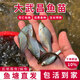 武昌魚苗淡水養(yǎng)殖食用活體扁魚魚苗團(tuán)頭魴三角魴鳊魚苗批發(fā)淡水魚塘養(yǎng)殖廣東本地 武昌魚苗4-6cm 200條送10%防損