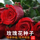 鑫意玫瑰花種子紅刺玫薔薇花種子四季開(kāi)花耐寒陽(yáng)臺庭院盆栽花卉花籽 紅色玫瑰花種子100粒+肥料