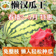 懶漢西瓜種子單瓜重40斤正宗懶漢瓜王薄皮少籽紅瓤超甜石頭瓜種子 懶漢大西瓜種子粒粒精選 新種子約108粒3包