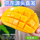 梅時美季玉芒新鮮水果甜心芒果大整箱水果新鮮水果4.5斤金煌水仙芒包郵 5斤【中果200-250g】美味嘗鮮