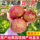 正宗云南昭通高原冰糖心丑蘋果脆甜多汁當(dāng)季新鮮水果農(nóng)家產(chǎn)地直發(fā) 凈重5斤中果（約12-15枚左右）