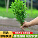 楓溢秋 小葉黃楊苗瓜子黃楊苗法國冬青苗冬青苗金邊黃楊庭院綠籬樹(shù)苗 黃楊苗30-40厘米高10棵 苗