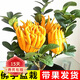 歐悟佛手樹苗盆栽帶果金華佛手柑盆景植物室內(nèi)陽臺庭院花卉綠植果樹苗 佛手8年苗帶果3-4個帶原土 不含盆