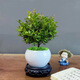 佰花錦小葉赤楠帶花盆植物辦公室內四季常青客廳綠植盆栽茶臺桌面擺件 小葉赤楠+陶瓷白圓盆+接水底座+苔蘚鋪面 10-20cm