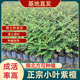 正宗小葉紫檀樹(shù)苗檀香紫檀樹(shù)苗庭院陽(yáng)臺盆栽四大名木樹(shù)苗 小葉紫檀20-30cm高1棵