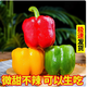 水果彩椒新鮮五彩甜椒生吃七彩紅燈籠紅辣椒小米辣椒蔬菜五彩椒 精選 5斤