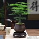 佰花錦新中式文竹桌面盆栽綠植辦公室客廳盆景茶臺臥室好養綠植花卉植物 【送圓底座】文竹+紫砂靜字盆+苔蘚鋪面 20-30cm