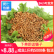 【面包蟲(chóng)-活體】魚(yú)食魚(yú)糧守宮倉鼠飼料黃粉蟲(chóng)金龍魚(yú)石蛙飼料龜糧 【精選面包蟲(chóng)】1斤 【成蟲(chóng)】2-3cm