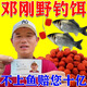 聚漁者鄧剛推薦過(guò)江風(fēng)餌料野釣通殺鯽鯉魚(yú)草青鳊魚(yú)餌超濃腥紅蟲(chóng)顆粒窩料 一瓶裝【江河絕戶餌】