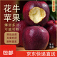 甘肅天水花牛水果蘋果蛇水果當(dāng)季刮泥粉蘋果 大果2斤[凈重1.5斤]