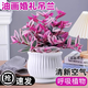 油畫(huà)婚禮吊蘭大苗盆栽室內垂吊植物花卉陽(yáng)臺多肉老樁綠不支持退貨 精品油畫(huà)吊蘭1盆(9-15棵)+原盆+