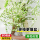 iosn雪柳干枝支鮮枝水養(yǎng)插花水培植物鮮花卉室內(nèi)盆栽綠植龍柳好活裝飾 雪柳鮮枝70-80cm10支