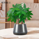植男植女發(fā)財樹(shù)招財盆景辦公室內綠植盆栽A級三桿發(fā)財樹(shù)源頭直發(fā)