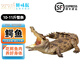 鮮京瑞品【鱷魚(yú)】生鮮肉整只鱷魚(yú)肉一整條活體食用尾巴魚(yú)類(lèi) 整條10-11斤【現殺】順豐