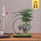 開時果 懸浮天空之城盆景 中式禪意植物桌面綠植造型盆栽源頭直發(fā)包郵 天空之城：文竹+苔蘚+假山石