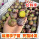 珍珠李樹(shù)苗南方北方種植嫁接龍灘脫骨李子果樹(shù)苗盆栽地栽當年結果 珍珠李子樹(shù)苗[5年苗]