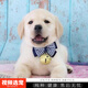 伊寵純種純種拉布拉多幼犬寵物狗狗活體小狗活物幼崽導(dǎo)盲犬中型犬 寵物級 公