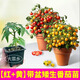大菜鄉(xiāng)原土原盆矮生盆栽番茄苗秧帶盆發(fā)貨矮生紅黃黑番茄種陽臺盆栽四季 紅果+黃果盆栽各1盆+10g肥