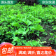 萌肉居銀杏樹(shù)苗白果苗地栽庭院綠化苗木行道樹(shù)/2CM粗1棵源頭直發(fā)