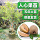 越南人參樹(shù)果苗墨西哥人心果苗泰國人心果種植苗子嫁接盆栽包郵 越南人心大果 四年苗