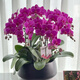 百花館蝴蝶蘭盆栽帶花大盆鮮花真花送爸媽室內大花卉辦公觀(guān)賞花同城配送 6株紫色蝴蝶蘭盆栽（底盤(pán)隨機）|JD532