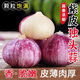 金百粟 云南紫皮獨頭蒜2026新蒜現挖濕蒜大蒜紅皮新鮮獨蒜蔬菜辛辣味濃 凈重0.9-1斤【嘗鮮試吃】 中果2.5-3.0cm[品質(zhì)升級]