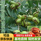 核桃樹(shù)苗美國碧根果樹(shù)苗嫁接苗長(cháng)壽果庭院盆栽地栽果樹(shù)苗當年結果南方北方種植 5年苗（當年結果） 其它