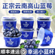 藍(lán)莓luckycup小懶杯裝云南高山藍(lán)莓鮮果寶寶新鮮水年貨節(jié)水果禮盒 8盒 18mm及以上