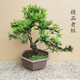金鉆雀舌羅漢松老樁造型盆景迎客松室內室外綠植庭院別墅四季常青 12年精選小老樁羅漢松50cm 原土盆發(fā)貨