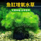魚缸水草植物綠菊水羅蘭增氧無需底砂蜈蚣草古法養(yǎng)魚造景水培綠植 綠菊火山石凈水定植