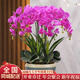 植伴蝴蝶蘭盆栽喬遷開(kāi)業(yè)商務(wù)慶典鮮花速遞同城室內(nèi)植物花卉上海配送花 好運(yùn)連連--10株蝴蝶蘭盆栽（花盆類(lèi)似）