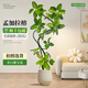 臨雅網(wǎng)紅孟加拉榕綠植客廳大盆栽室內(nèi)高級大型植物落地高山榕花卉盆栽 孟加拉榕樹1.6-1.8m 【聚寶盆】