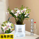 劉閣蘭花紫云石斛蘭盆栽蘭花室內(nèi)花卉 2盆8苗當(dāng)年開花配懶人盆源頭直發(fā)
