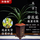 華香園蘭花 龍字 春蘭老八種之一 濃香型不帶花苞室內外辦公室內綠植 龍字5苗帶盆(棕方型)帶花苞