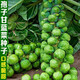 抱子甘藍(lán)種子孢子甘藍(lán)苗蔬菜種籽紫子持小包菜卷心菜包心菜孑菜種 孢子甘藍(lán)原裝1包+有機(jī)肥