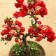 海棠花盆栽樹(shù)苗盆景耐寒老樁庭院陽(yáng)臺植物室內花卉四季長(cháng)壽開(kāi)花 【四季開(kāi)花】長(cháng)壽冠海棠小苗1顆