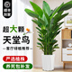 臨雅天堂鳥盆栽室內(nèi)客廳大型綠植辦公室大葉植物花卉鶴望蘭去甲醛新房 天堂鳥1.0-1.1米+白鉆石盆