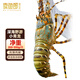 賣魚郎先生 印尼活凍小青龍蝦200-300g/只 超大龍蝦 花龍海鮮水產(chǎn)生鮮 蝦類
