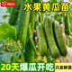 原起點(diǎn)水果黃瓜苗秋冬季小黃瓜南方青瓜旱瓜苗秧四季陽(yáng)臺盆栽蔬菜種子籽 水果小黃瓜苗24棵