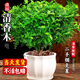 京悠雨正宗清香木盆栽胡椒木老樁樹(shù)苗盆景驅蚊植物室內綠植四季好養薄荷 【主圖款】6年清香胡椒木大苗(寬紋陶瓷盆)+肥料+ 含盆