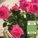 芳東玫瑰花苗特大花薔薇月季四季開(kāi)花帶花苞花卉綠植物室內外陽(yáng)臺盆栽 弗洛伊德玫瑰切花 中苗（帶原土）
