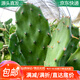花琴仙人掌盆栽嫁接蟹爪蘭 現(xiàn)切綠植無根葉片1片約10cm長機發(fā)源頭直發(fā)